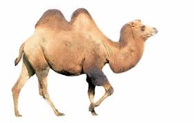 Camels are mammals with long legs, a. Which Straw Broke The Camel S Back Planetary Boundaries And Their Use