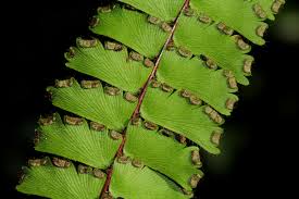 Image result for Adiantum incisum