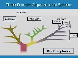 Microbes Microbes Bacteria And Protists Three Domain Organizational Scheme Six Kingdoms Prokarya Ppt Download