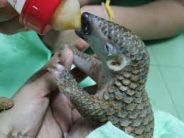 Über 7 millionen englische bücher. Baby Wild Pangolin Rescued And Nursed Back To Health In Thailand Discover Wildlife