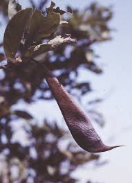 Image result for Baphia massaiensis