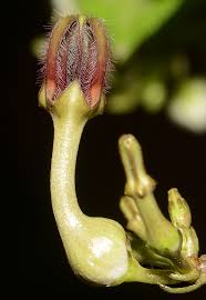 Image result for Ceropegia mirabilis