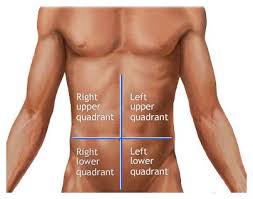 The quadrants are referred to as the left lower quadrant, left upper quadrant, r. Https Avhsd Instructure Com Courses 5237 Files 1130 Download Wrap 1