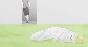 Nature's mace cat repellent 40oz spray/treats 1, 000 sq. How To Keep Cats Away 9 Steps With Pictures Wikihow