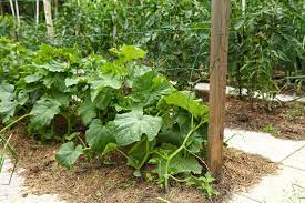 Peas, corn, and beans are legumes—a type of plant that has a root system that increases nitrogen in the soil. Cucumber Companion Planting Knowing Their Friends