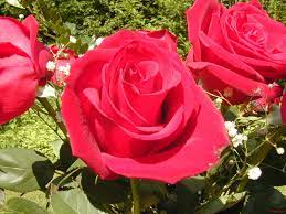 Red Rose Flower Essay