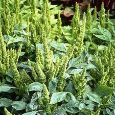 Amaranthus Seeds Green Thumb Flower Seeds In Packets Bulk Eden Brothers
