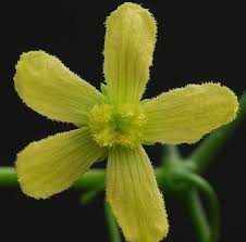 Image result for Kedrostis africana