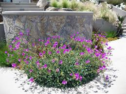 Check spelling or type a new query. Calandrinia Grandiflora Landscaping With Rocks Shade Plants Rose Like Flowers