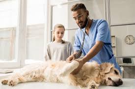 Pet check urgent care has two convenient locations in sewell and deptford township, nj. Signs That Your Pet Needs Emergency Veterinary Care Clemmons Vet