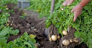 Kartoffeln können sie ganz leicht selbst im garten anbauen. Fruhkartoffeln Die Besten Sorten Und Tipps Zum Anbau Pflanzen Fruhkartoffeln Kartoffeln Pflanzen
