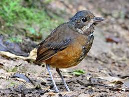 Brown Bird With White Stripe On Head 5044 Moustached Antpitta Grallaria Alleni Colombia Ecuador With Images Bird Species Birds At Swim Two Birds
