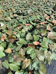 Image result for Cordia afra