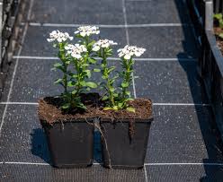 Preis ab 8,99 euro (11.03.2021). Immergrune Schleifenblume Masterpiece Iberis Sempervirens Masterpiece Gunstig Online Kaufen