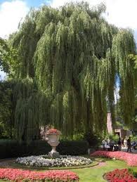 Salix alba (white willow) is a species. Weeping Tree Wikipedia The Free Encyclopedia Weeping Trees Weeping Willow Tree Weeping Willow