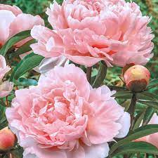 Check spelling or type a new query. Peonies For Sale Shop Peony Plants For Sale Spring Hill Nurseries
