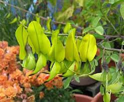 Image result for Crotalaria agatiflora