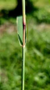 Image result for Dinebra