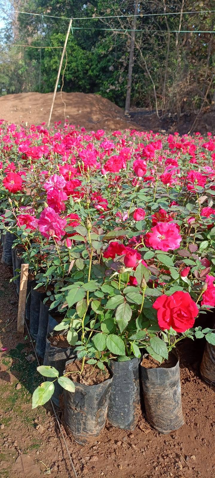 kashmiri gulab palant product image