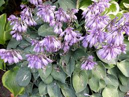 Hosta Blue Cadet Funkien Stauden Sempervivum