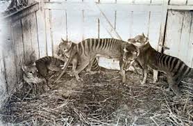 Extinction Folly Review Of Paper Tiger A Visual History Of The Thylacine An All Creatures Animal Rights Article Tasmanian Tiger Extinct Animals Thylacine
