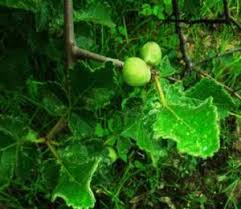 Image result for Brachystegia michelmorei