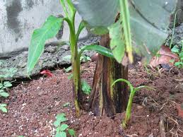 「香蕉栽培」的圖片搜尋結果