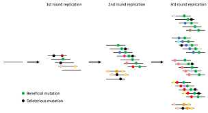 This primer, however, discusses recent evidence that this is, in part, a byproduct of selection for faster genomic. Viruses Free Full Text Measuring Alphavirus Fidelity Using Non Infectious Virus Particles
