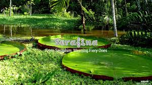 Christian Baby Girl Name Serafina Meanings Religion Origin Details