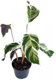 These plants require high humidity and distilled or purified water or else their leaves will curl or brown. Calathea White Fusion Panaschierte Korbmarante Fangblatt Karnivorenshop