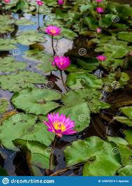 Lotosblume (lotus flower) is the nineteenth studio album released by german schlager group die flippers. Meer Der Lotosblume Auf Dem Teich Konzept Des Geistigen Aufklarung Der Wiedergeburt Und Des Weckens Stockfoto Bild Von Reinheit Bali 140672914