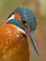 White-Throated Kingfisher - Halcyon Smyrnensis - Birds Of The World