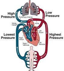 Maybe you would like to learn more about one of these? Pengangkutan Manusia Dan Haiwan Biology Quizizz