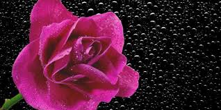 اجمل خلفيات لابتوب hp hd laptop wallpapers 1080p أكبر البوم صور لخلفيات لابتوب والأيباد أكث rose wallpaper iphone photography apps rose