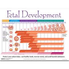 Pin On Lifespan Fetal Development