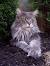Norwegian Forest Cat