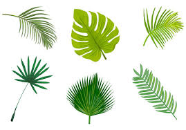 Some of the coloring page names are image result for palm leaf template image result for palm leaf template, image result for palm leaf template leaf template leaves template, palm tree leaf template preschool to tiny hosanna palm leaf coloring jungle leaf template, palm leaf coloring basic patternstemplates for crafts, palm leaf. Palm Leaf Isolated Vectors Free Vector Download 200359 Cannypic