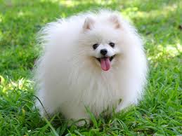 Pomeranian Elityavru Com