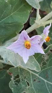 Image result for Solanum supinum