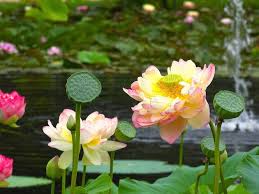 There are many types in the market and their meaning as. Blue Lotus Water Garden Attractions In Yarra Valley Melbourne