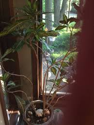 Cutting back into bare wood is also ok. Not Sure If This Is A Croton Tree Gardening Landscaping Stack Exchange