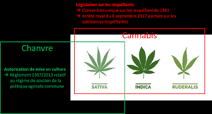 Analyse Le Chanvre Un Stupefiant Valbiomag Labiomasseenwallonie Be