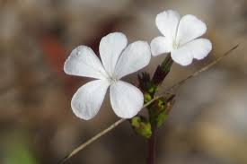 Image result for Buchnera affinis