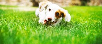 How to prevent dog urine spots on lawns how to repair dog holes and other lawn damage minor lawn damage due to dog urine spots often resolves on its own as healthy new growth. How To Repair A Dog Damaged Lawn C I L Lawn And Garden