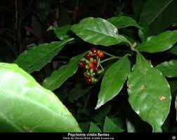 Image result for Psychotria bugoyensis