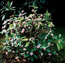 Scammers have been reported on our. Daphne Odora Aureomarginata Daphne Odora Aureomarginata Page 3 Au Jardin Forum De