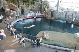 Chicago Shedd Aquarium Oceanarium Shedd Aquarium Vancouver Aquarium Georgia Aquarium