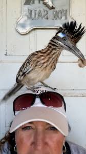 Roadrunner Wags His Tail When He Brings His Mom Presents