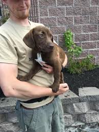 Check spelling or type a new query. Lab Mix Puppies For Sale In Maine The Y Guide