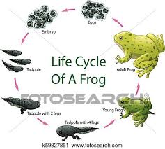 Life cycle of the frog print. Life Cycle Of Frog Clipart K59827851 Fotosearch